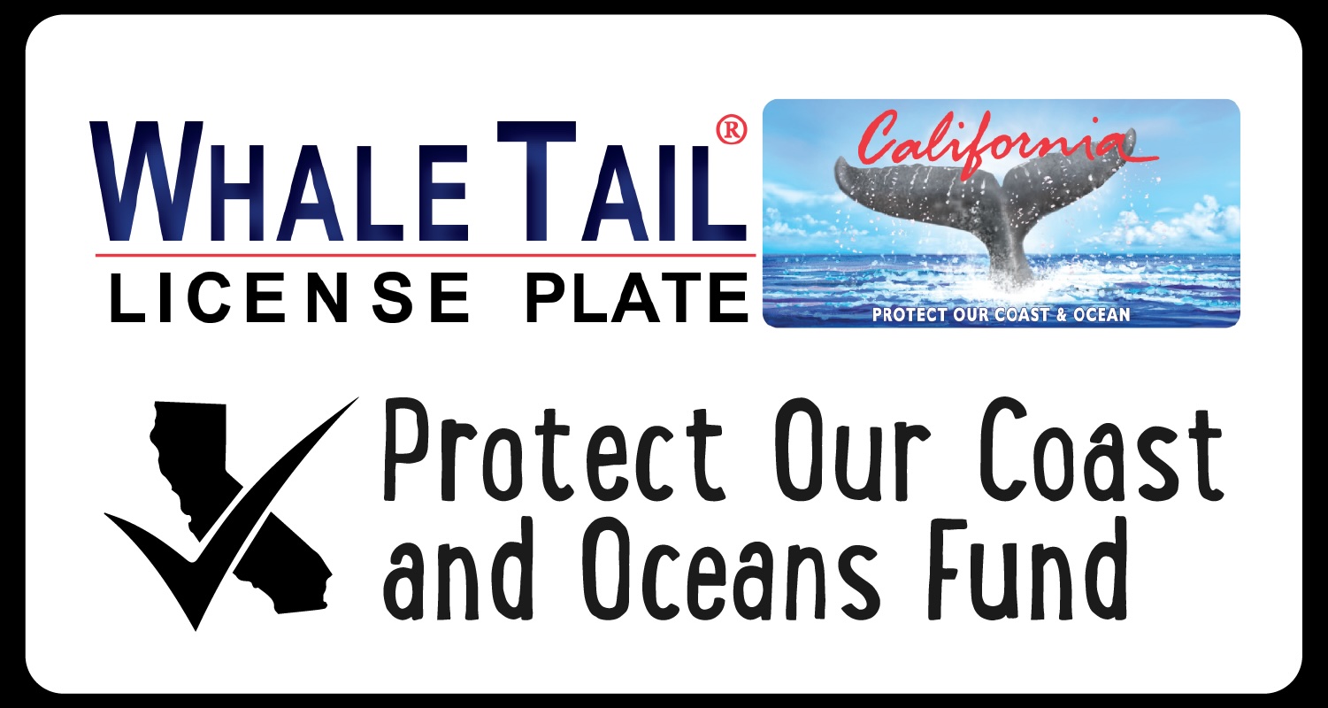 Image of Whale Tail License Plate Fund